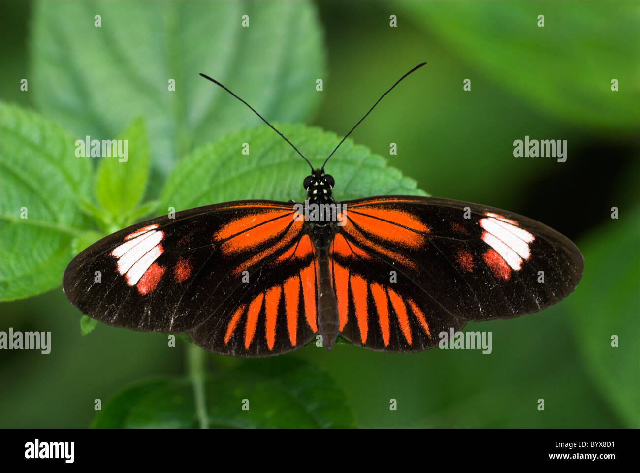 Portalettere Butterfly Heliconius melpomene : America del Sud Foto Stock