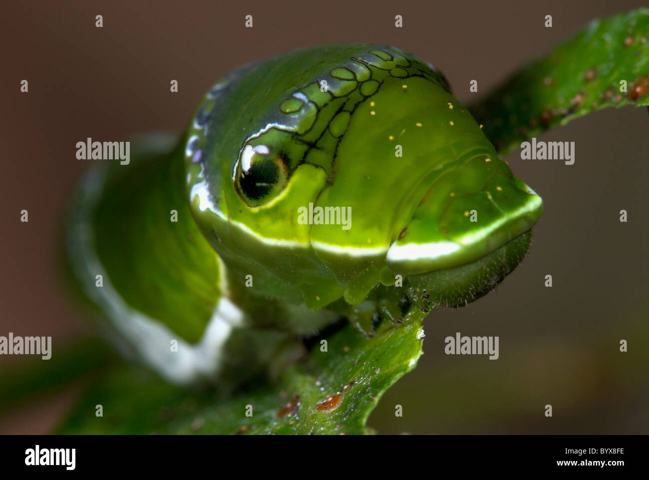 Lime a coda di rondine Caterpillar Butterfly Papilio demoleus Asia Foto Stock