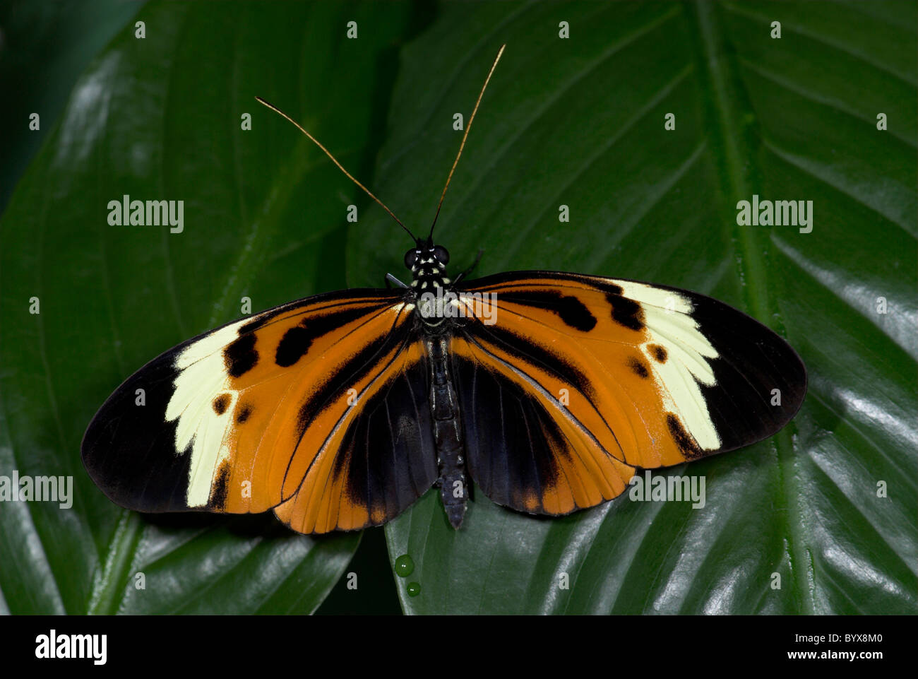 Heliconius melpomene : Butterfly America Centrale Foto Stock