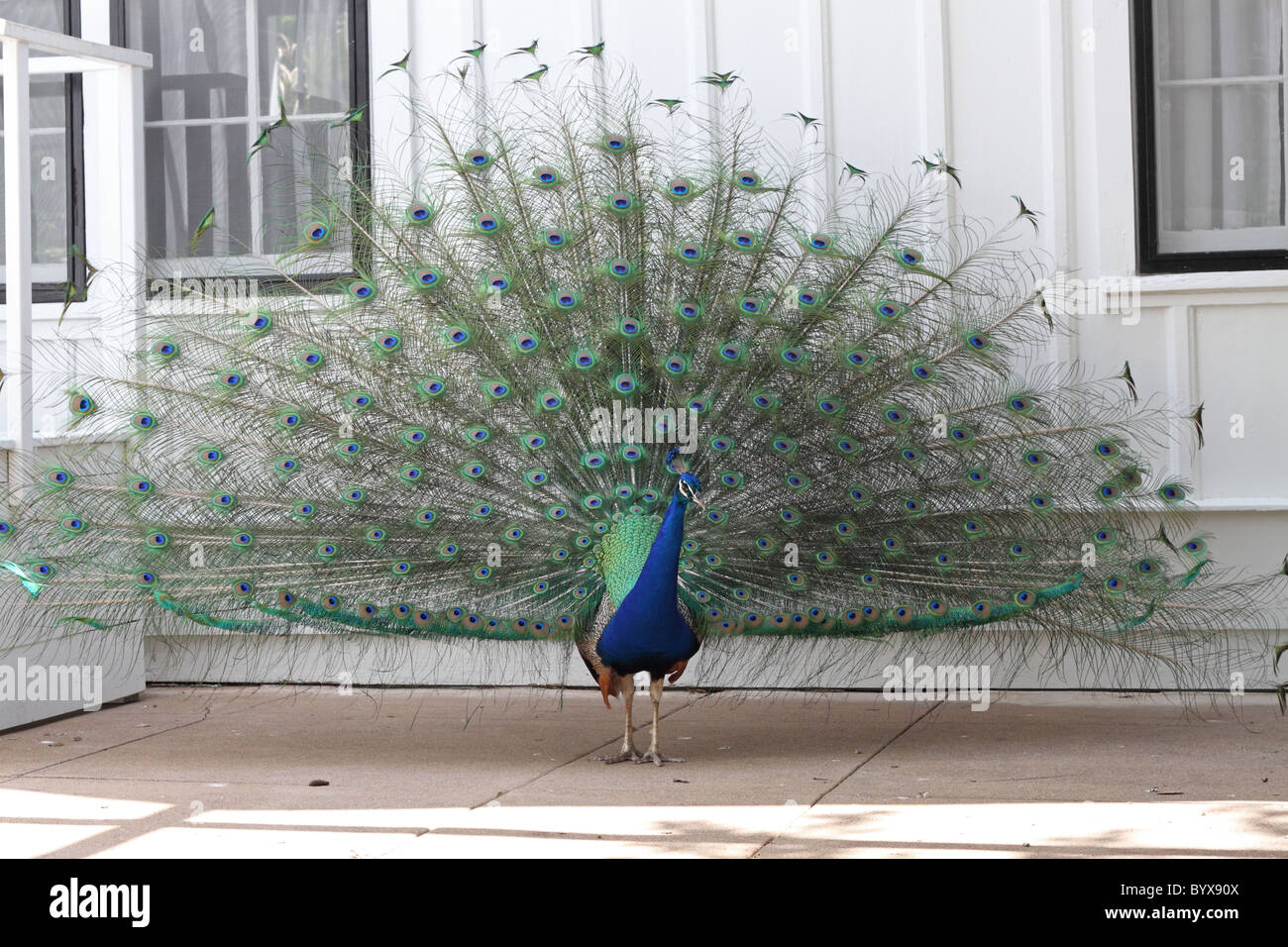 Peacock contro la casa bianca a Mayfield Park di Austin in Texas Foto Stock