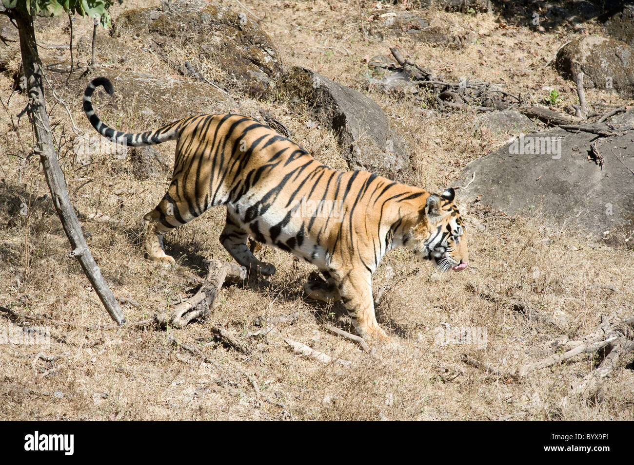 Tigre del Bengala Panthera tigris tigris India Foto Stock