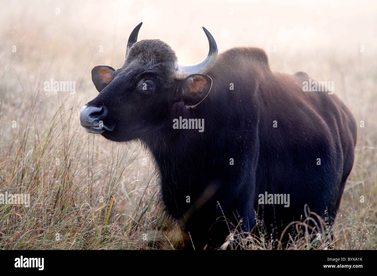 Gaur o Indian Bison Bos gaurus India Foto Stock