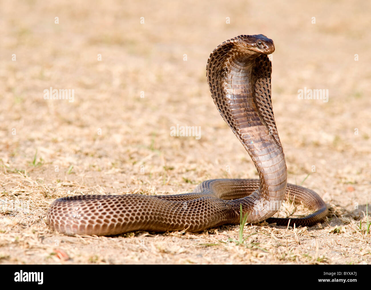 Cobra egiziano Snake Naja haje India Foto Stock