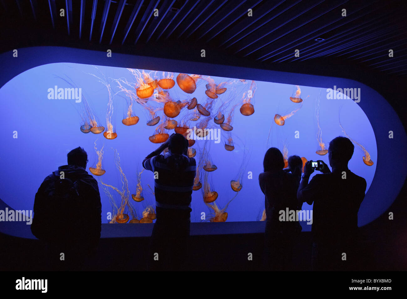 Il Monterey Bay Aquarium Jelly Fish Display Foto Stock