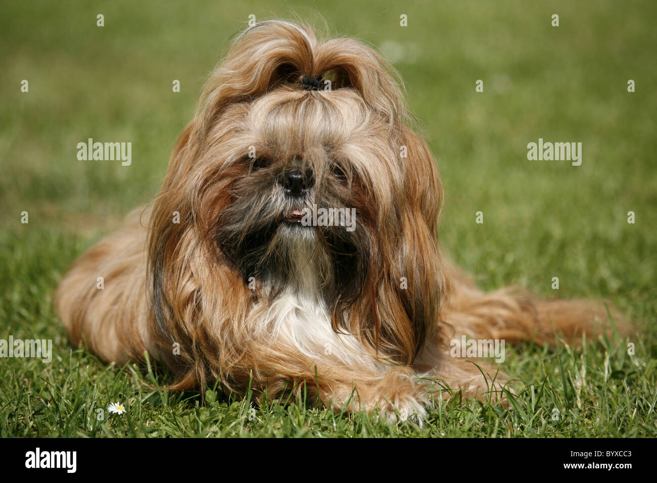 Liegender Shih Tzu / giacente Shih Tzu Foto Stock