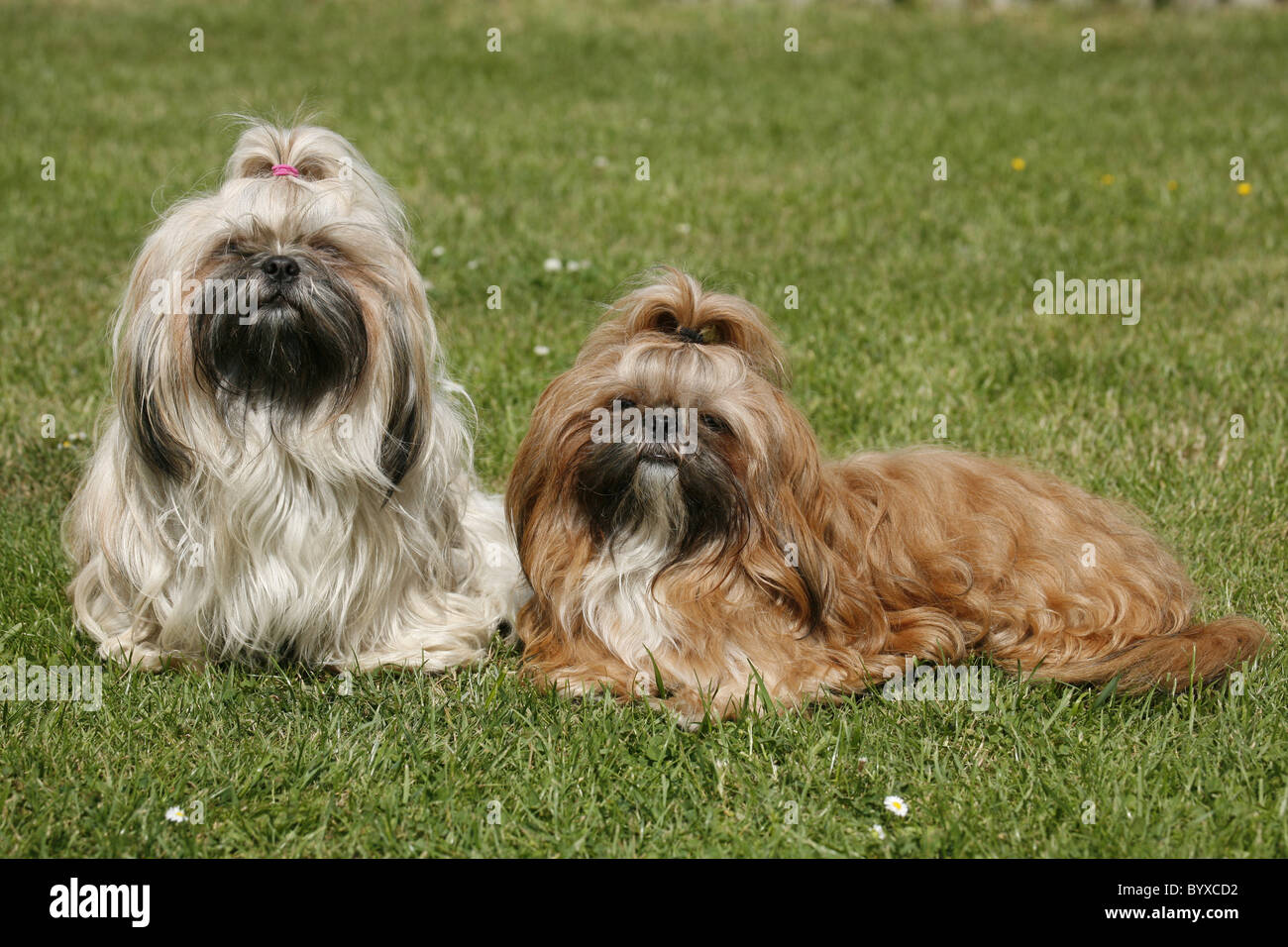 Shih Tzus Foto Stock