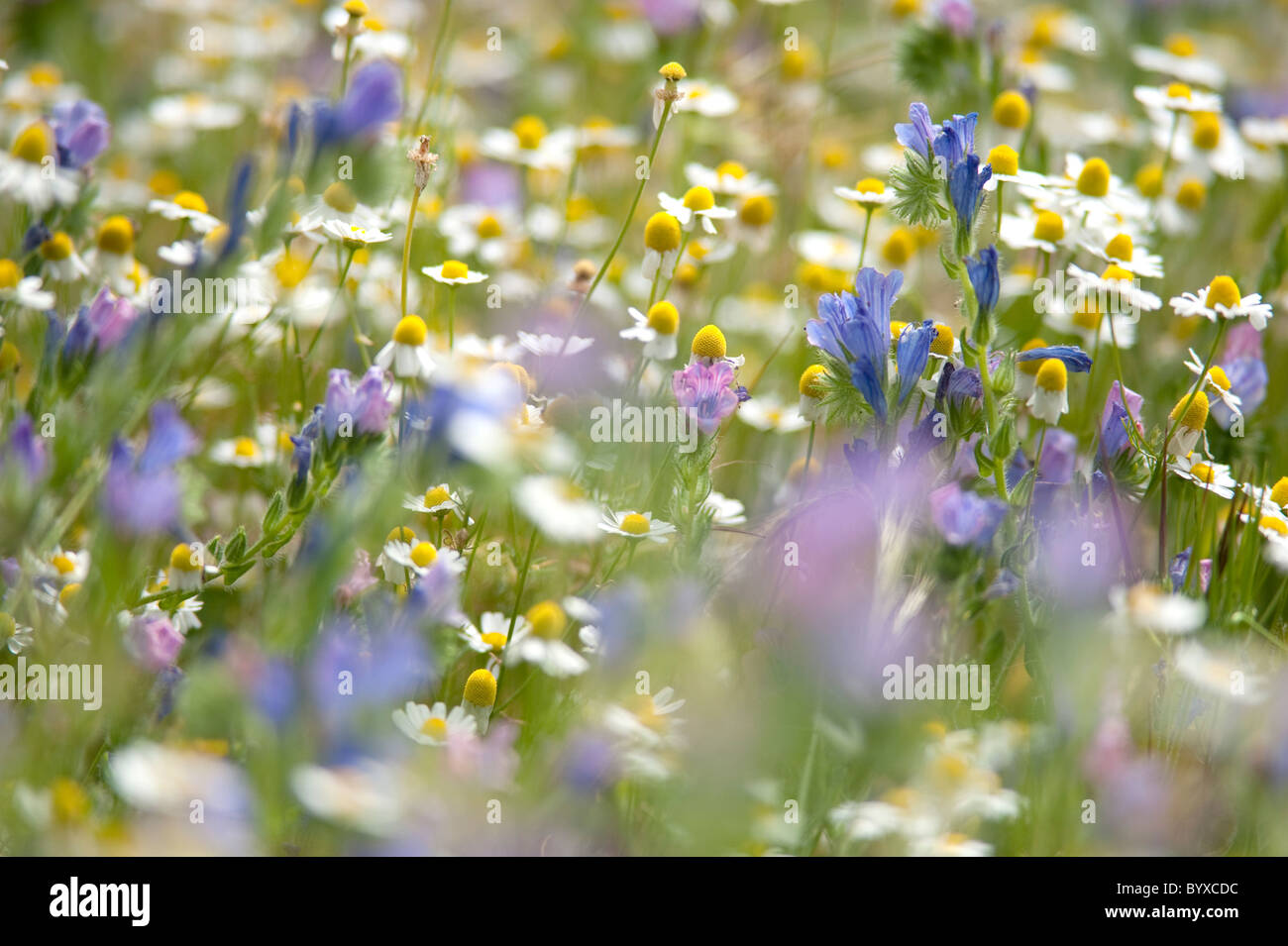 Prato di fiori selvaggi Lesbo Grecia Foto Stock