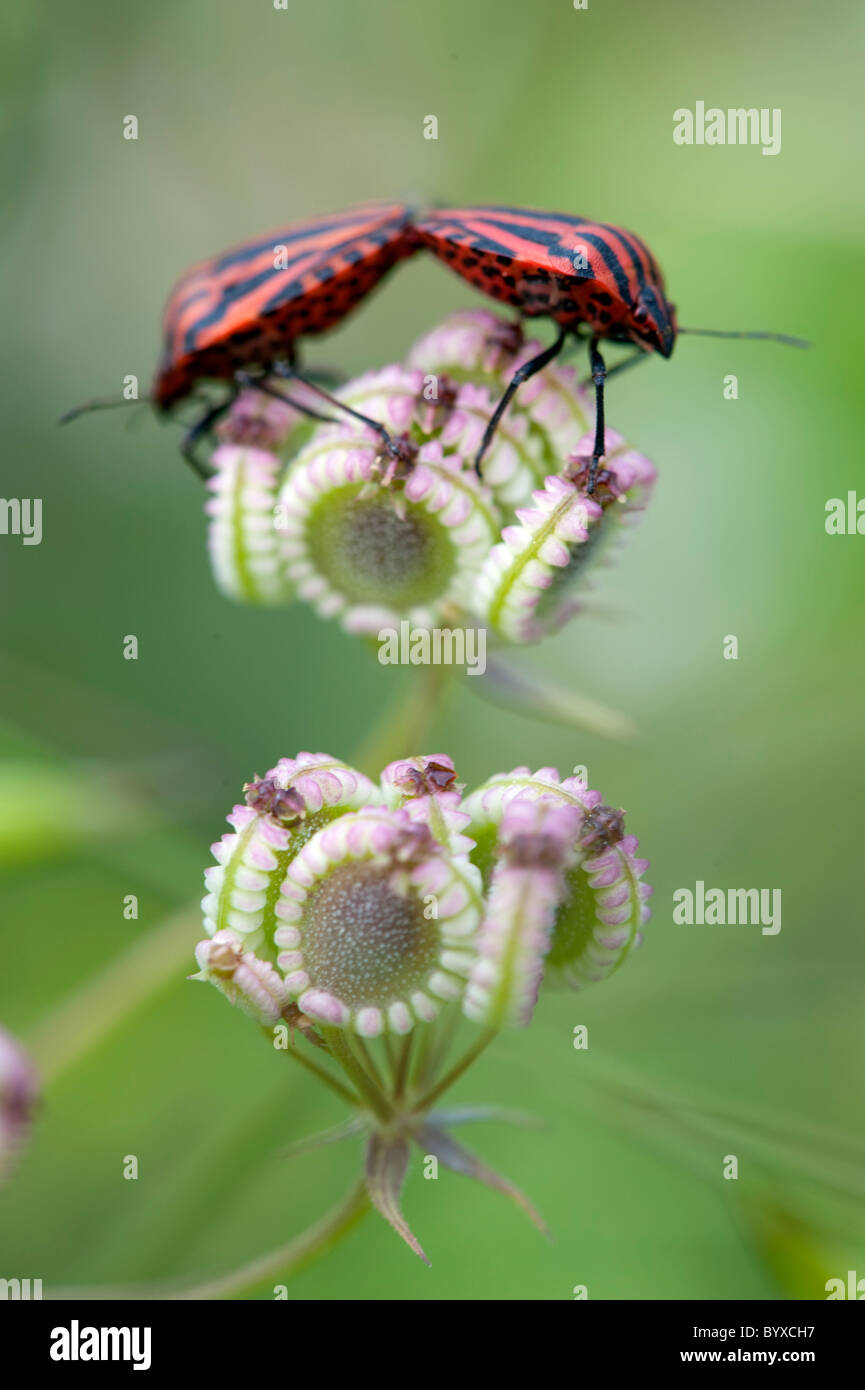 Menestrello bug Graphosoma italicum Lesbo Grecia Foto Stock