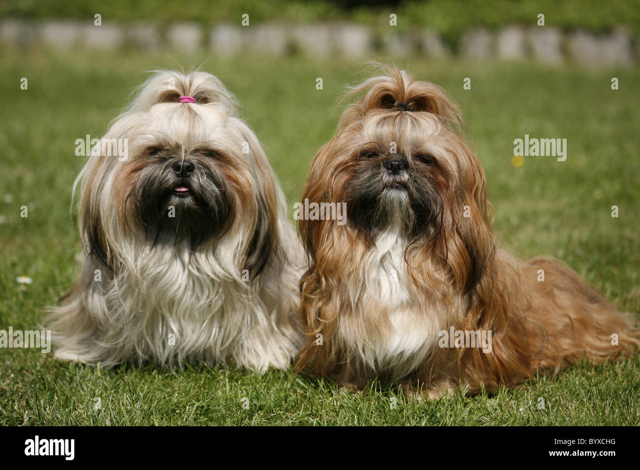 Sitzende Shih Tzus / seduta Shih Tzus Foto Stock