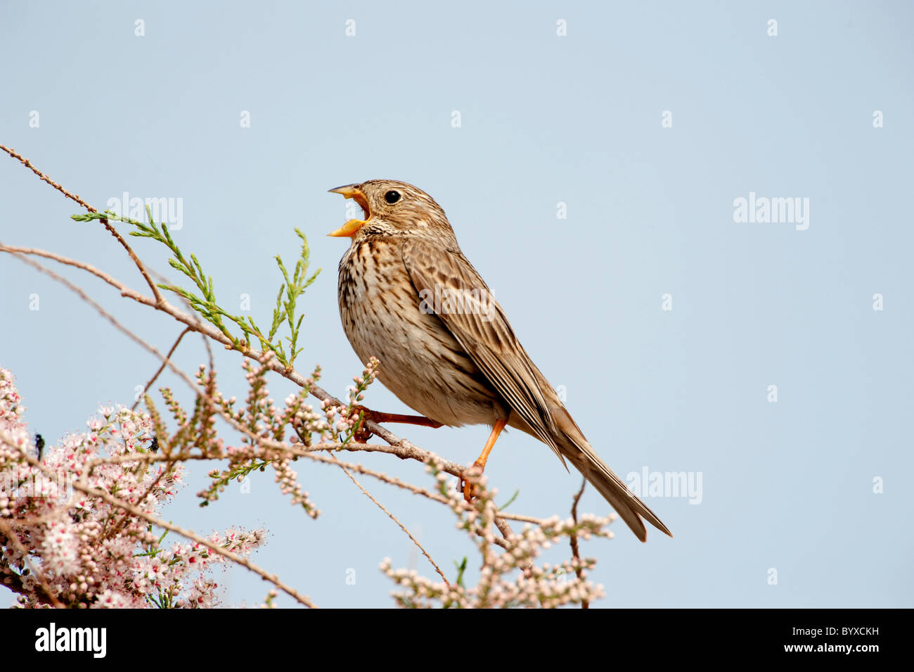 Corn Bunting Miliaria calandra Lesbo Island Foto Stock