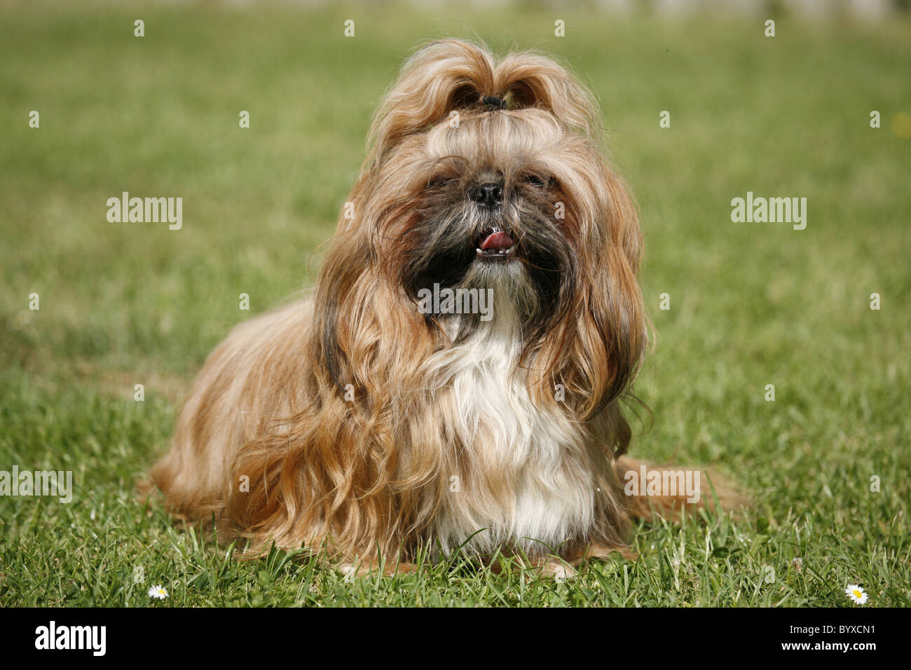 Sitzender Shih Tzu / seduta Shih Tzu Foto Stock