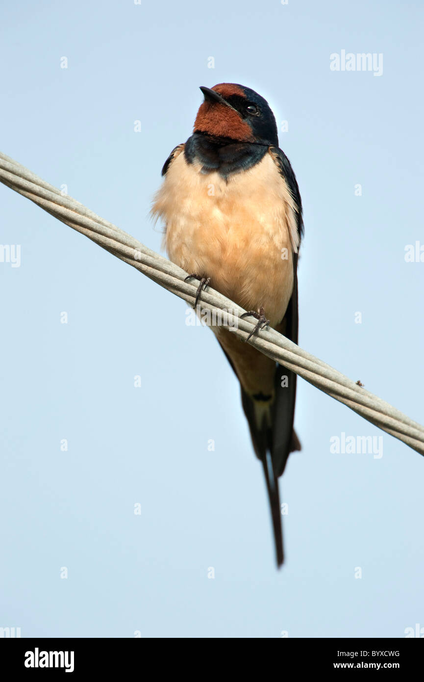 Barn Swallow Hirundo rustica Lesbo Isola Grecia Foto Stock