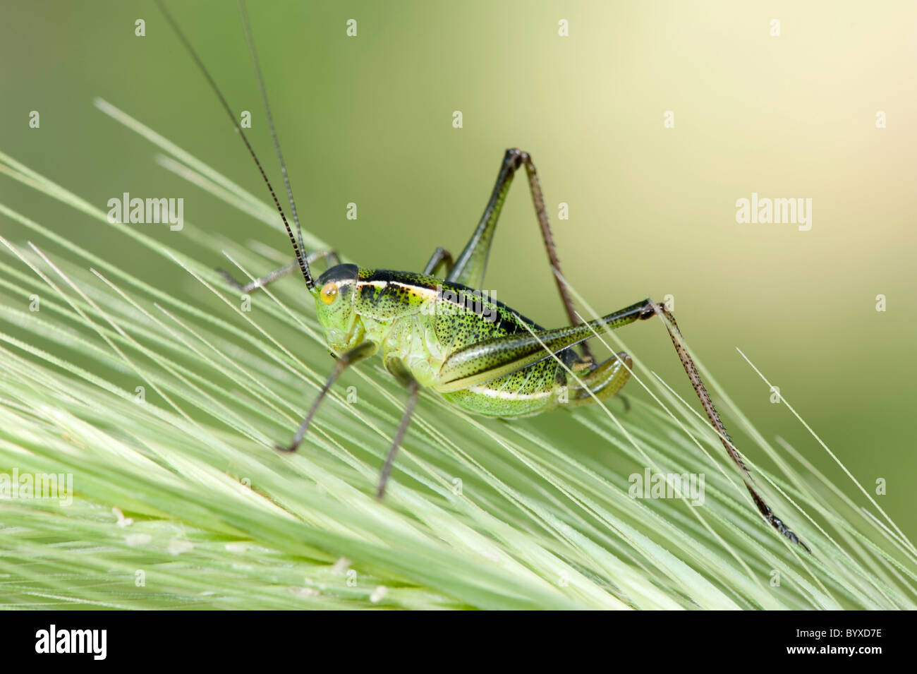 Bush-cricket Lesbo Isola Grecia Foto Stock