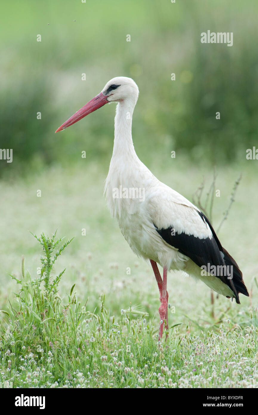 Cicogna bianca Ciconia ciconia Lesbo Isola Grecia Foto Stock