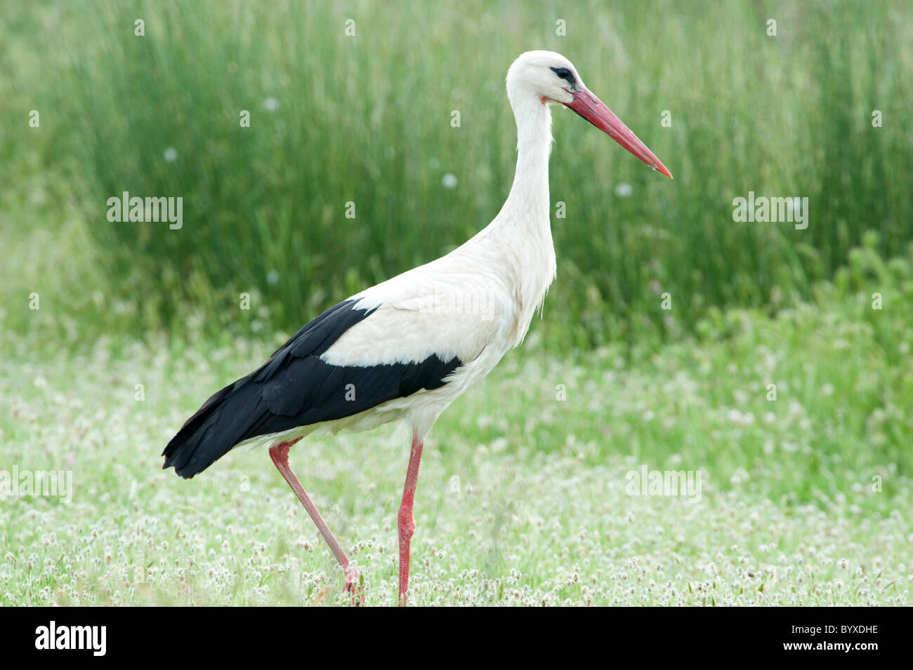 Cicogna bianca Ciconia ciconia Lesbo Isola Grecia Foto Stock