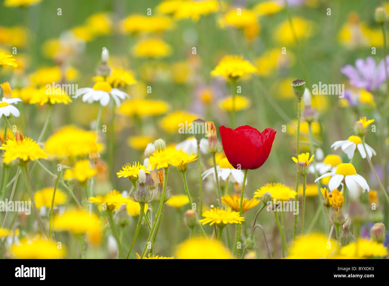 Campo di papavero Papaver rhoeas Lesbo Isola Grecia Foto Stock