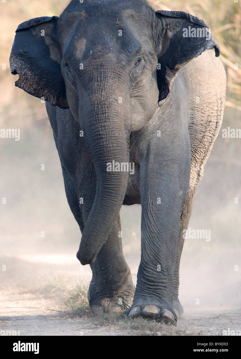 Elefante asiatico Elephas maximus carica India Foto Stock