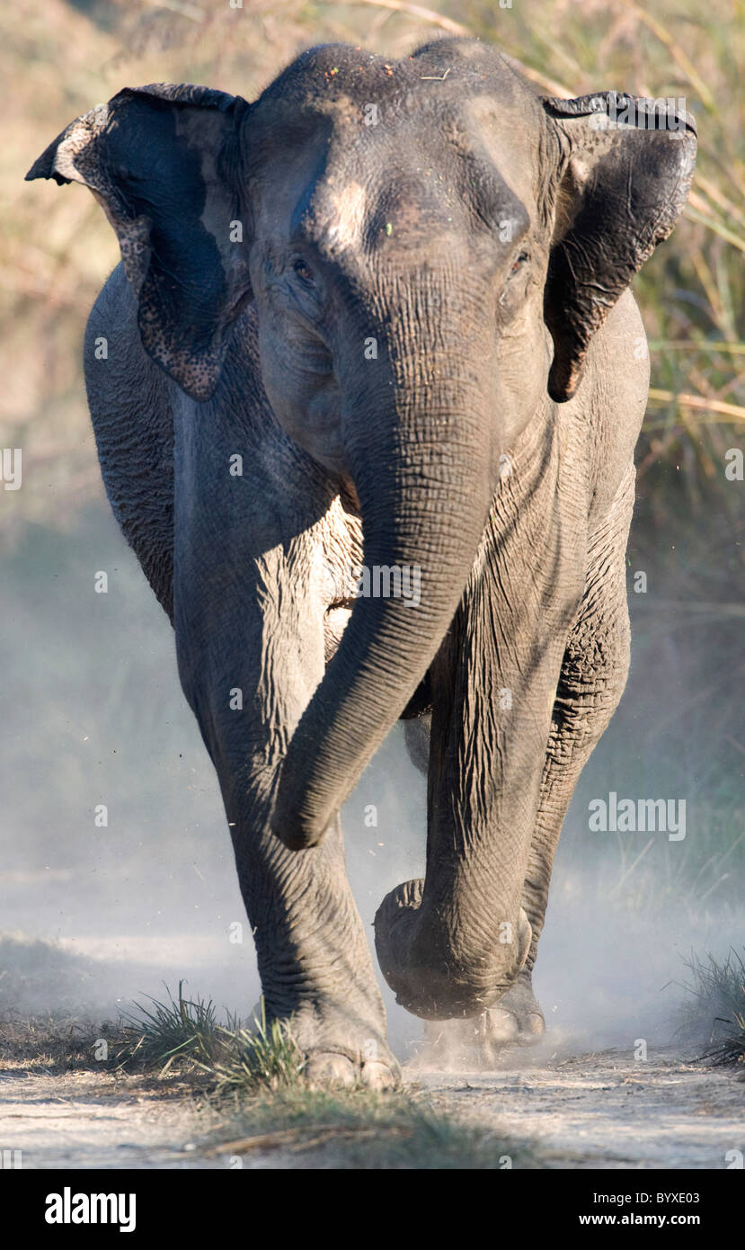 Elefante asiatico Elephas maximus carica India Foto Stock