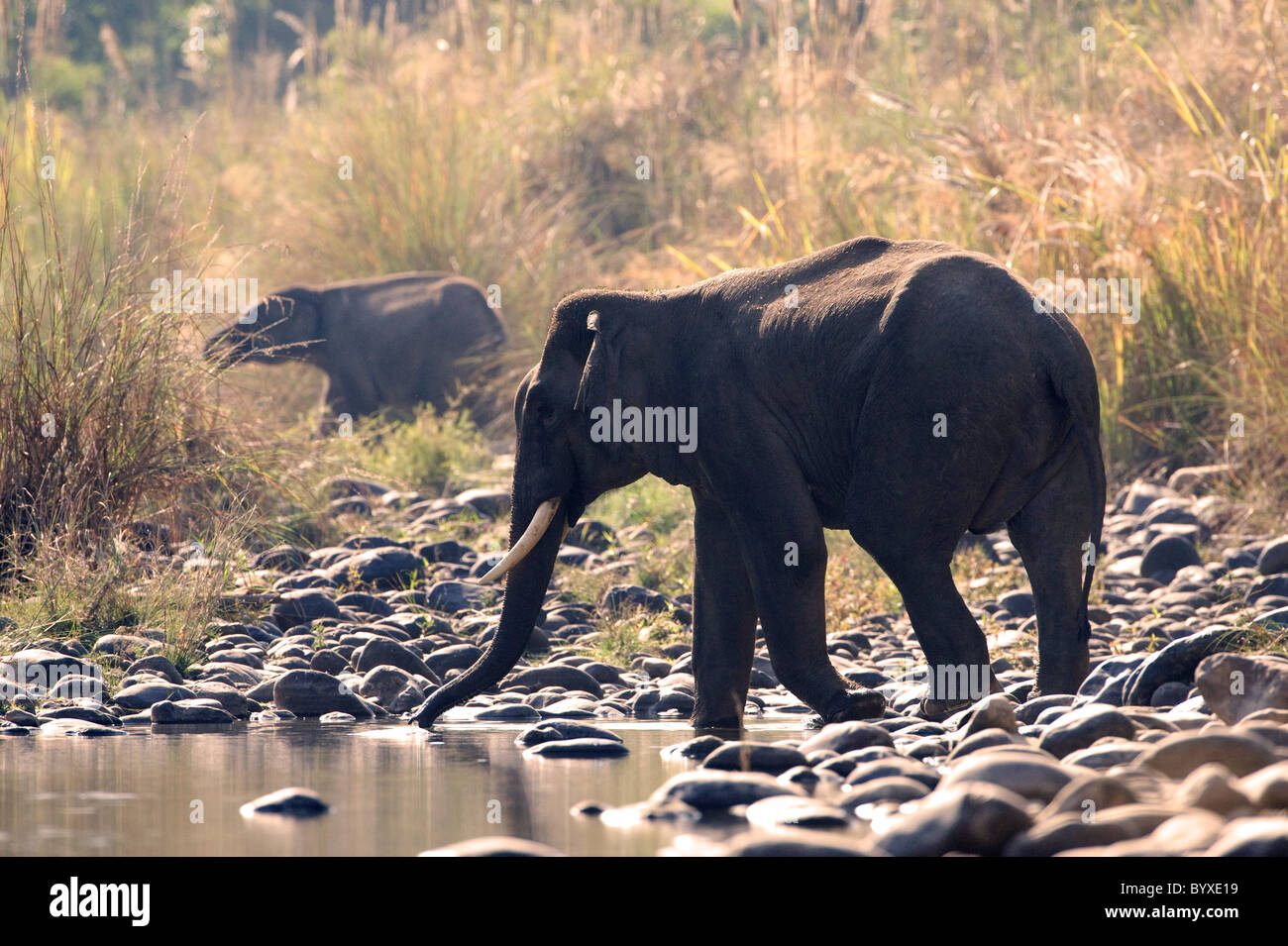 Elefante asiatico Elephas maximus Cross River India Foto Stock