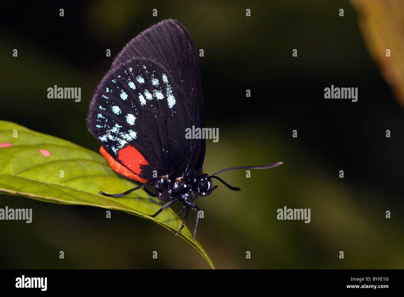 Atala Eumaeus atala Foto Stock Atala Eumaeus atala Foto Stock
