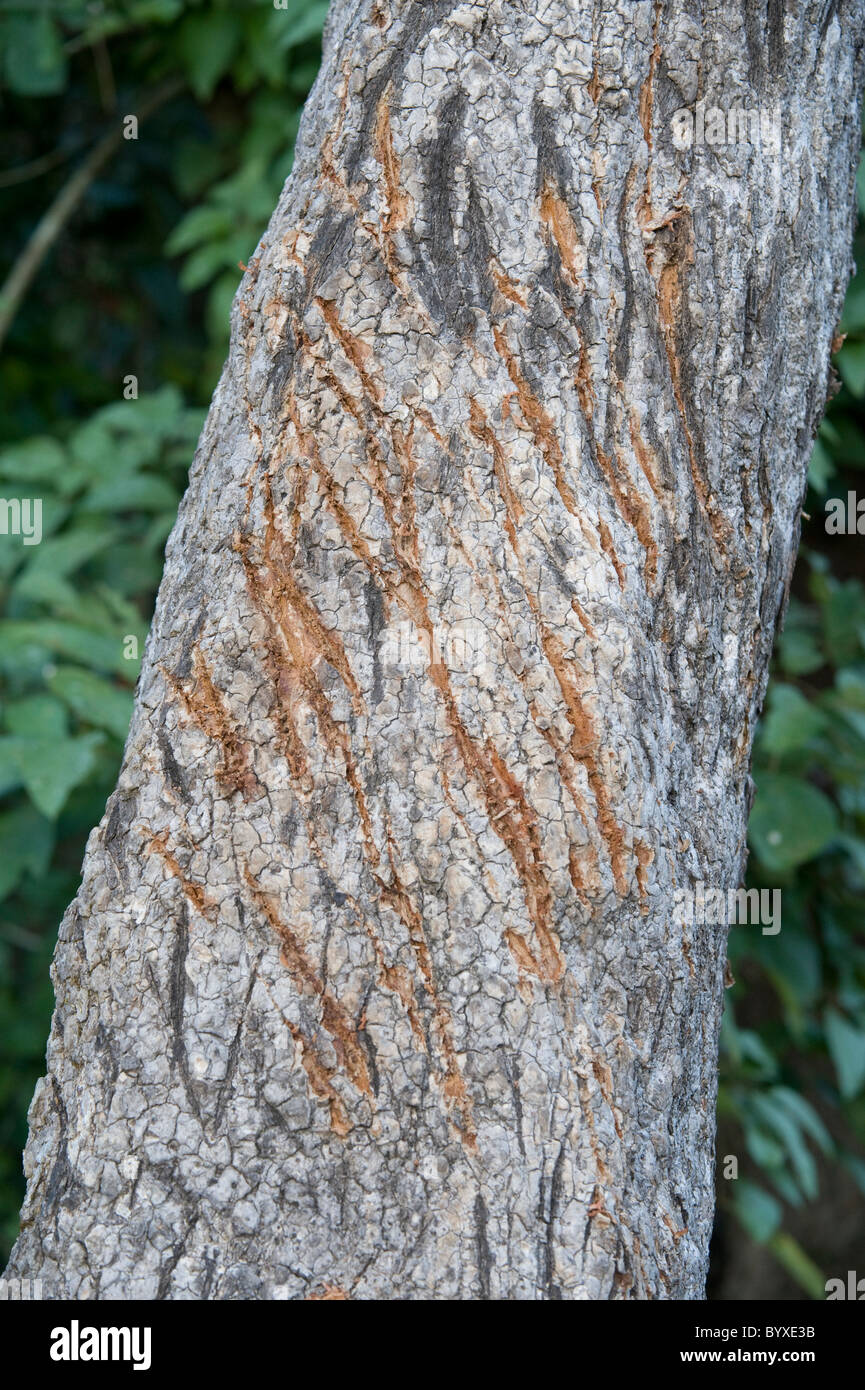 Tiger Claw Mark graffi sul tronco di albero Corbett Foto Stock