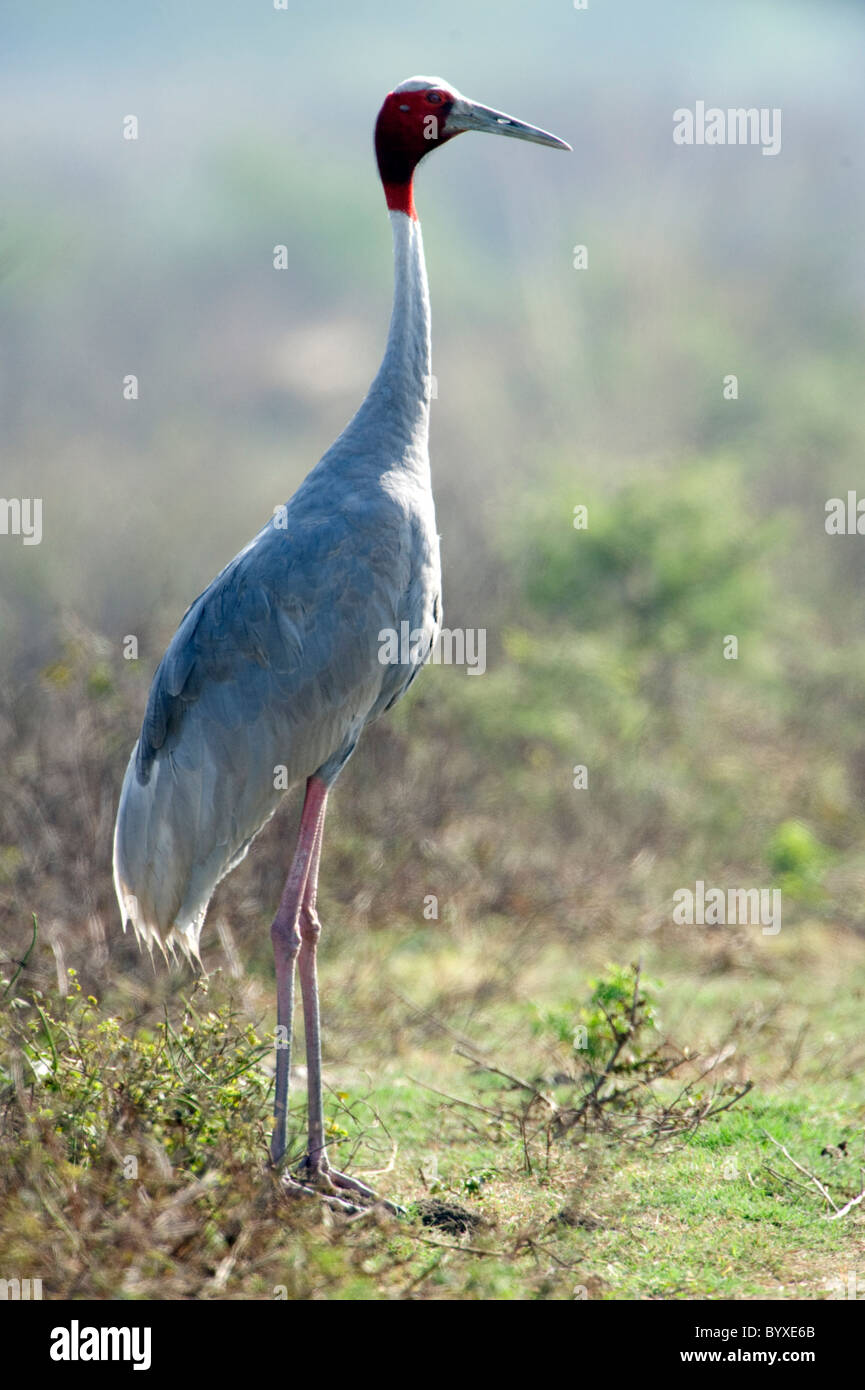 Gru Sarus Grus antigone di Keoladeo Ghana India Foto Stock