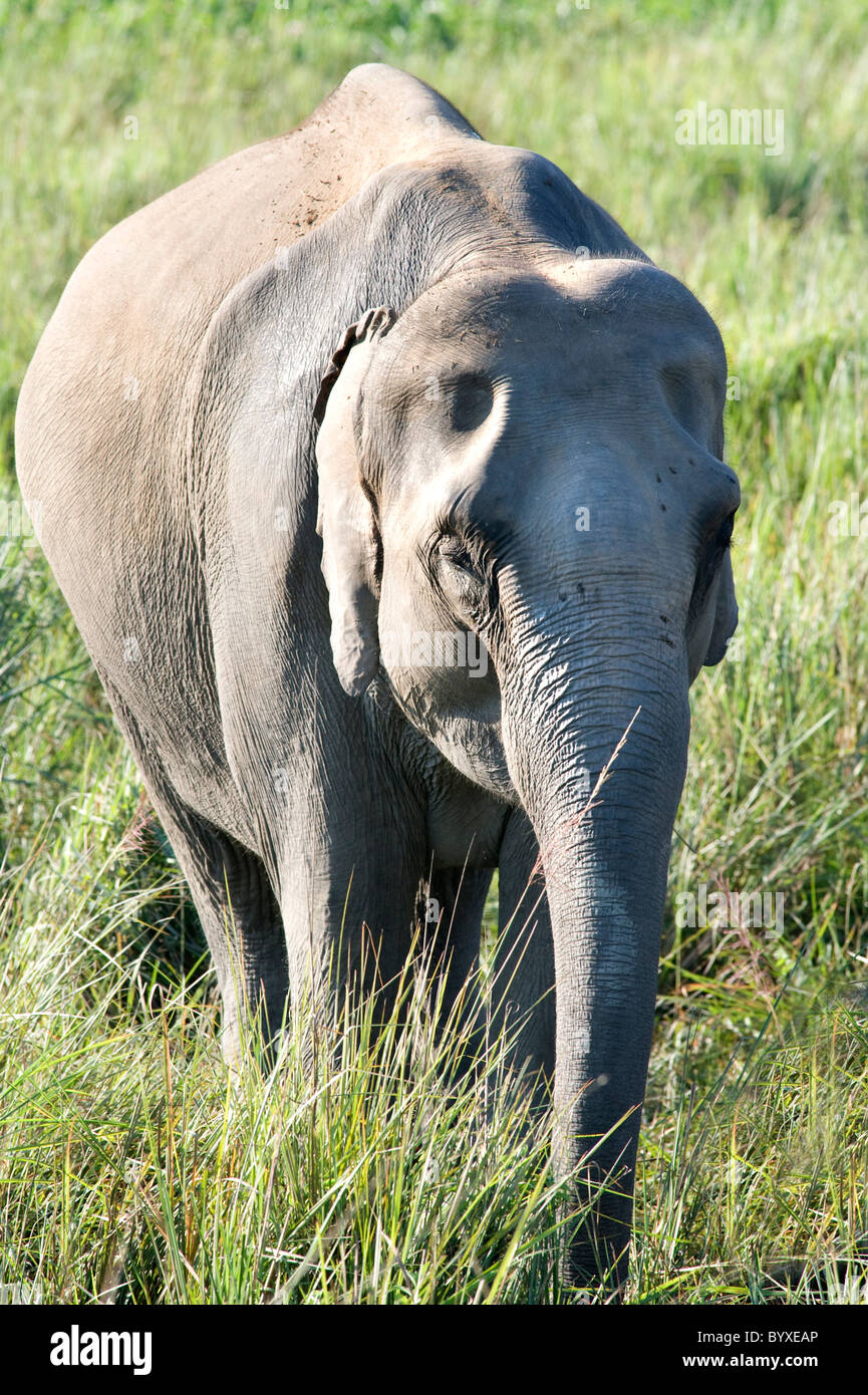 Elefanti asiatici Elephas maximus alimentazione di India Foto Stock