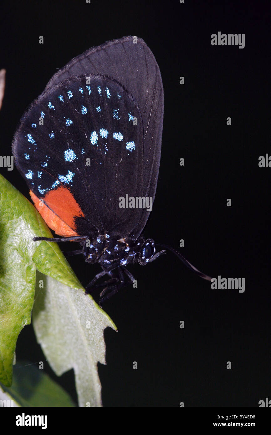 Atala Eumaeus atala Foto Stock Atala Eumaeus atala Foto Stock