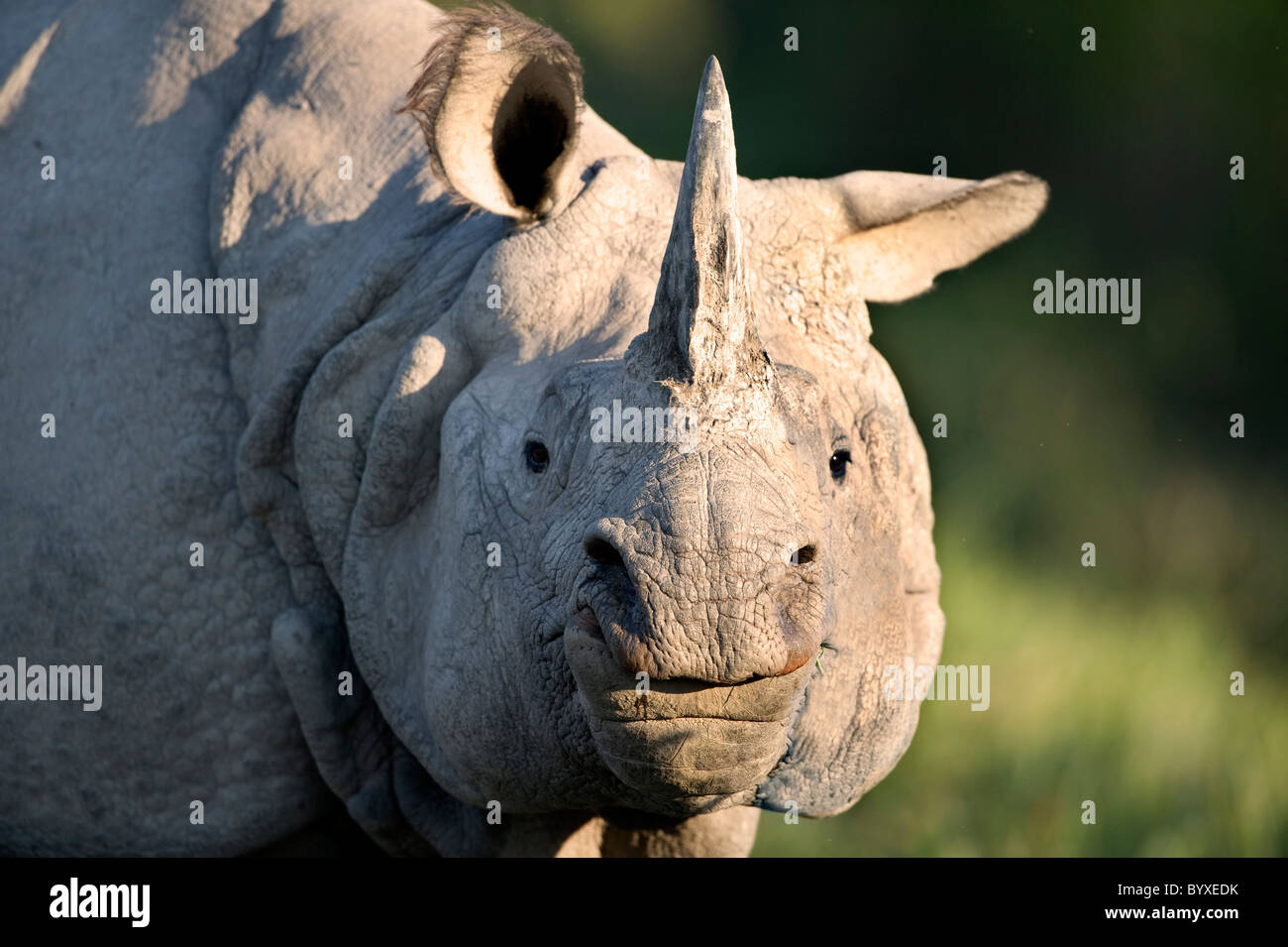 Indian Rhino Rhinoceros unicornis Kaziranga Assam Foto Stock