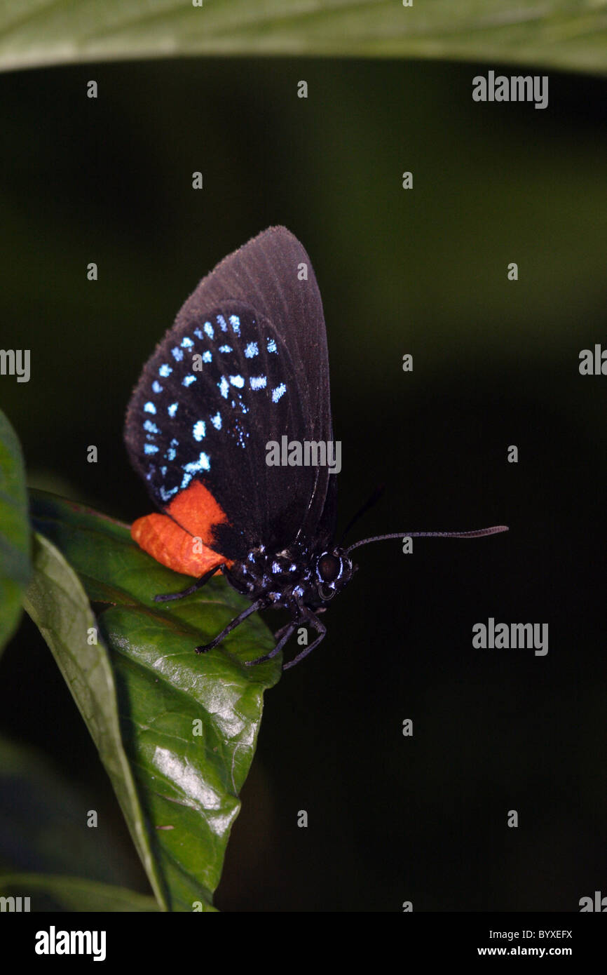 Atala Eumaeus atala Foto Stock Atala Eumaeus atala Foto Stock