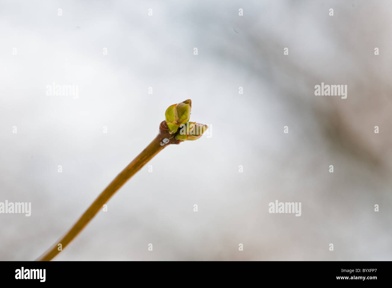 Primi segni di primavera Foto Stock