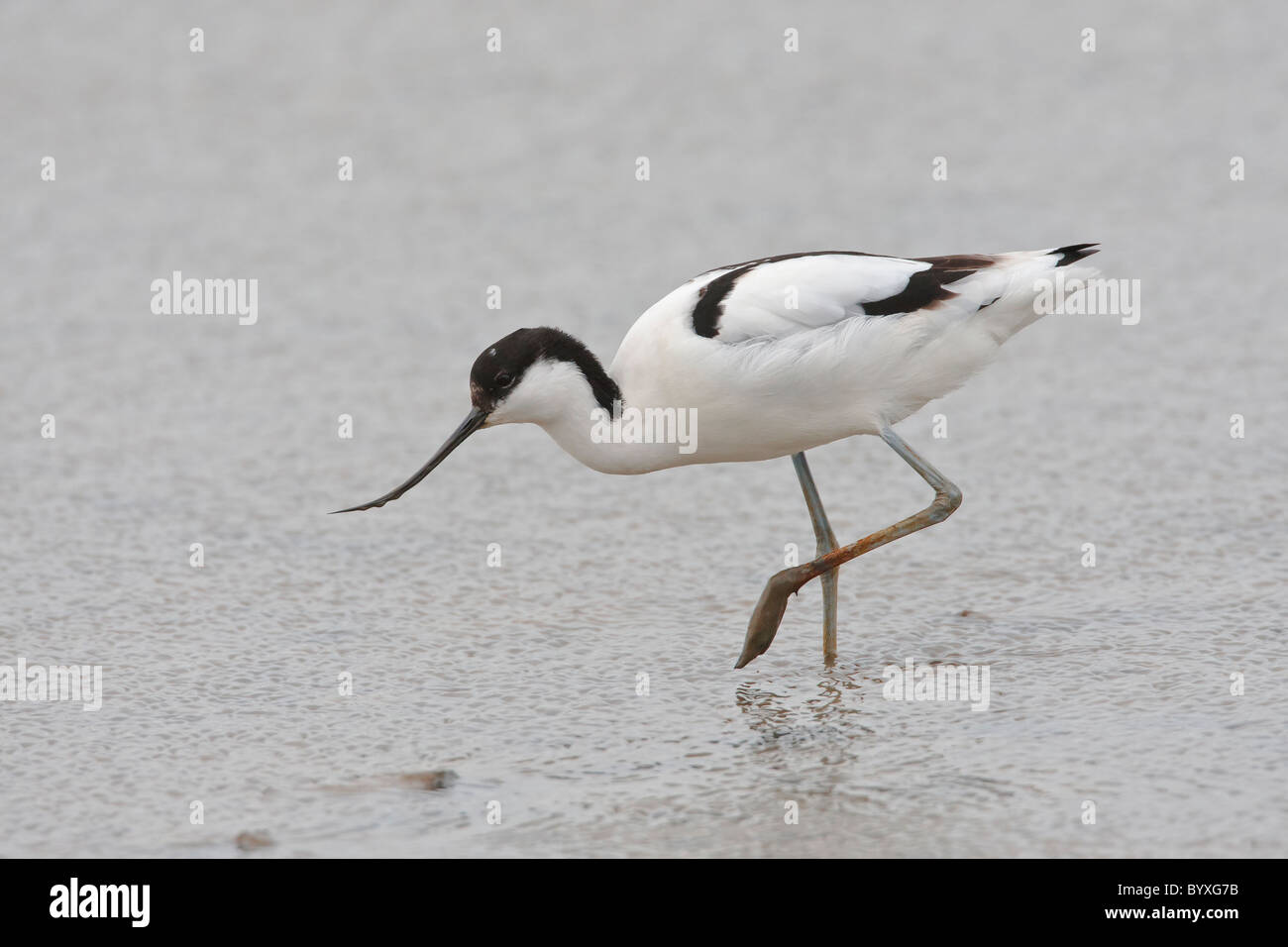 Avocet alimentando in acqua poco profonda Foto Stock