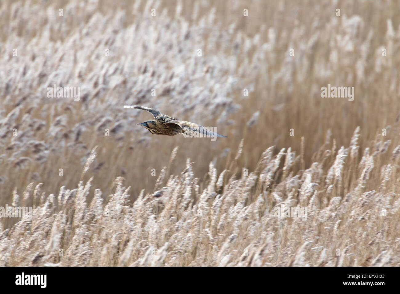 Tarabuso in volo su un letto di reed Foto Stock