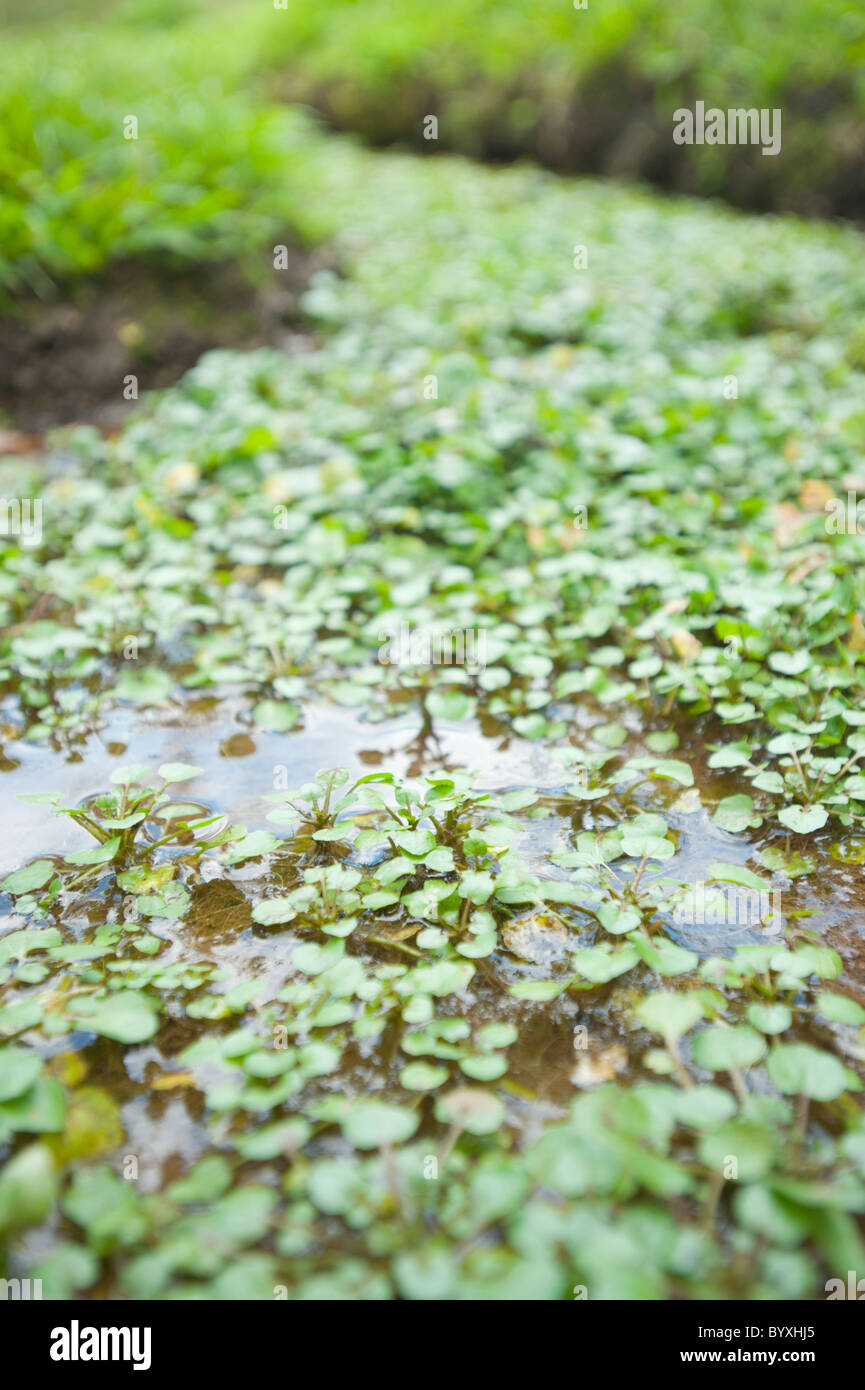 Il crescione coltivato in un ambiente naturale in Honduras, America centrale. Foto Stock