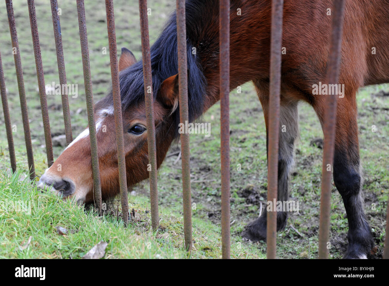 Alimentazione Pony attraverso la ringhiera in ferro regno unito Foto Stock