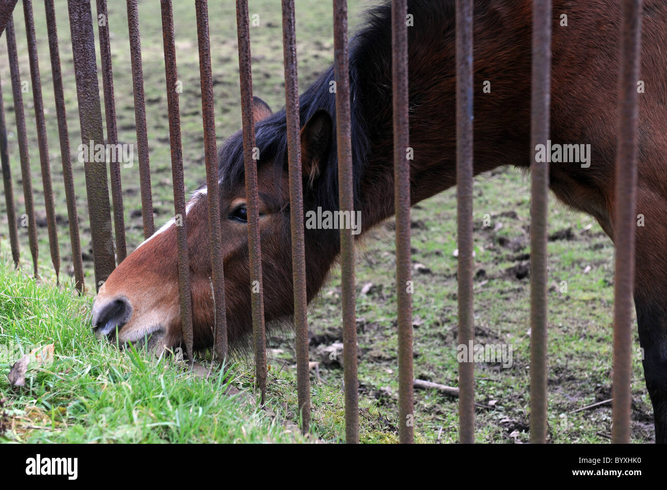 Alimentazione Pony attraverso la ringhiera in ferro regno unito Foto Stock