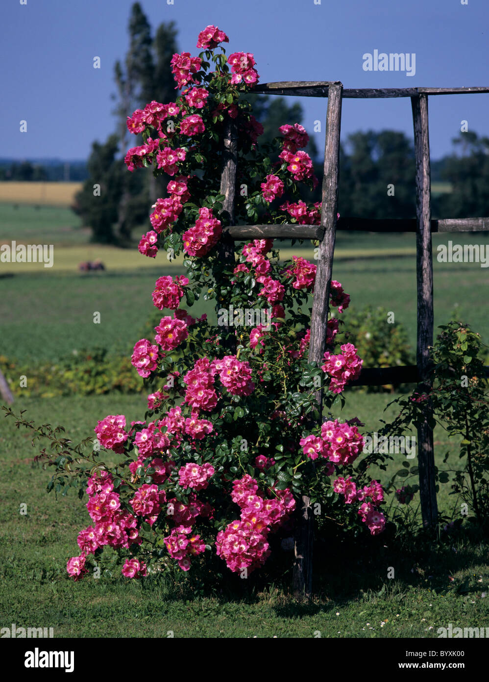 Rosa "pilastro americano' fioritura su terreni accidentati garden trellis, Francia Foto Stock