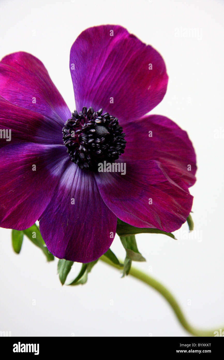 Anemone viola fiore Foto Stock