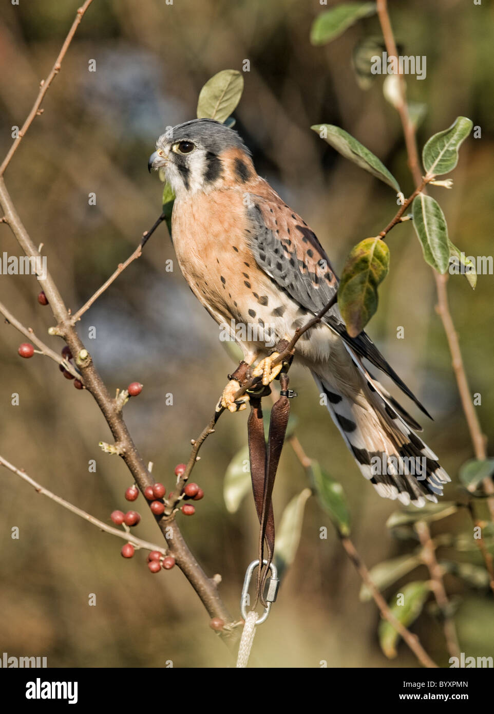 Ritratto di un American Gheppio (Falco sparverius) arroccato in rami con bacche rosse. Foto Stock