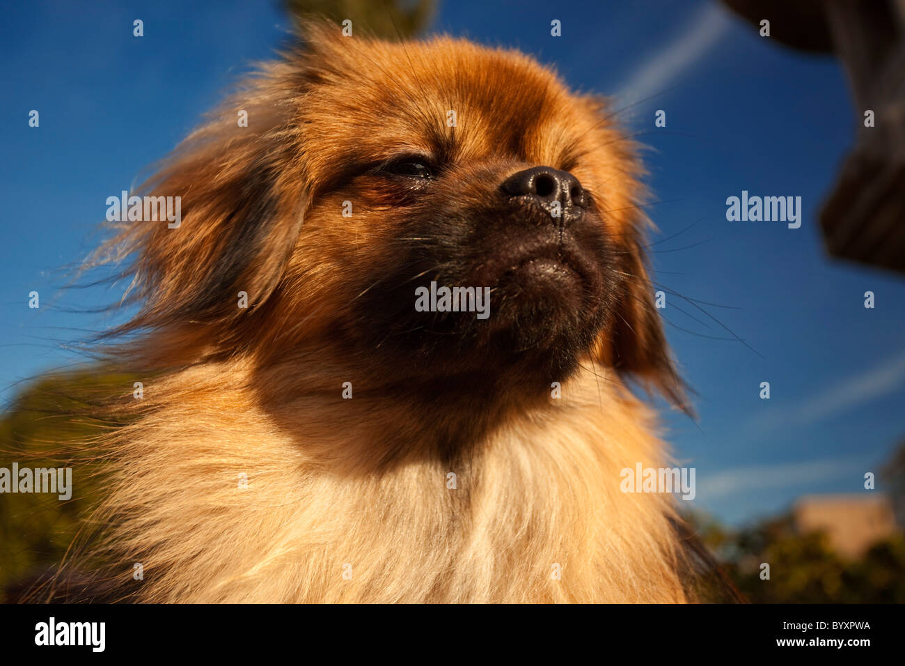 Tibetan Spaniel nella luce del sole Foto Stock