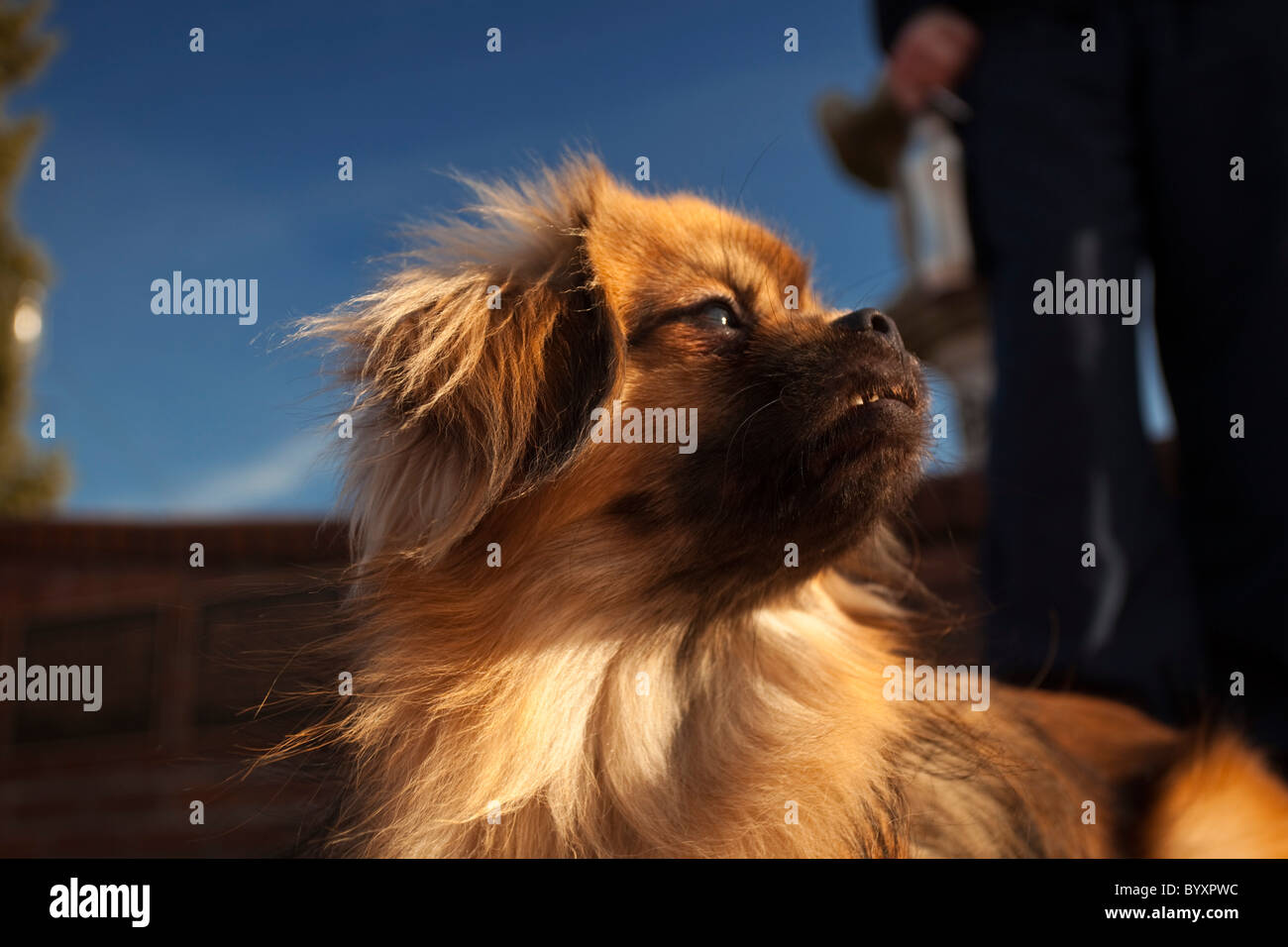 Tibetan Spaniel nella luce del sole Foto Stock