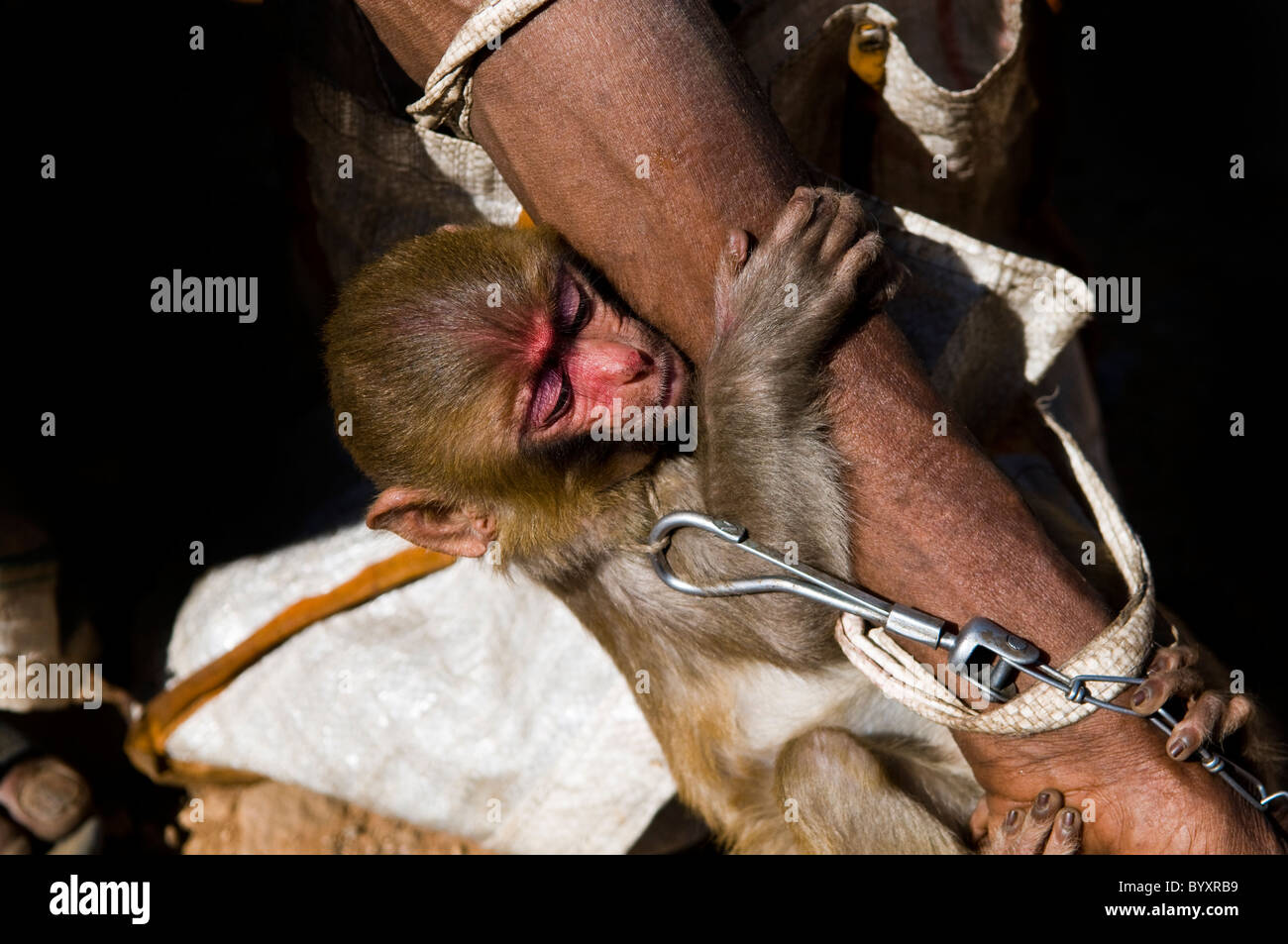 Un bambino macaco scimmia. Foto Stock