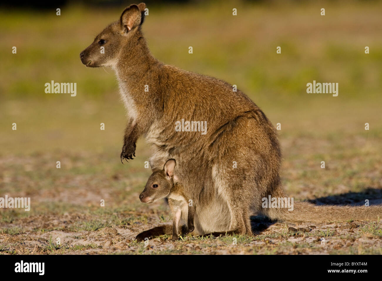 Femmina Bennetts Wallaby (Macropus rufogriseus) con joey Foto Stock