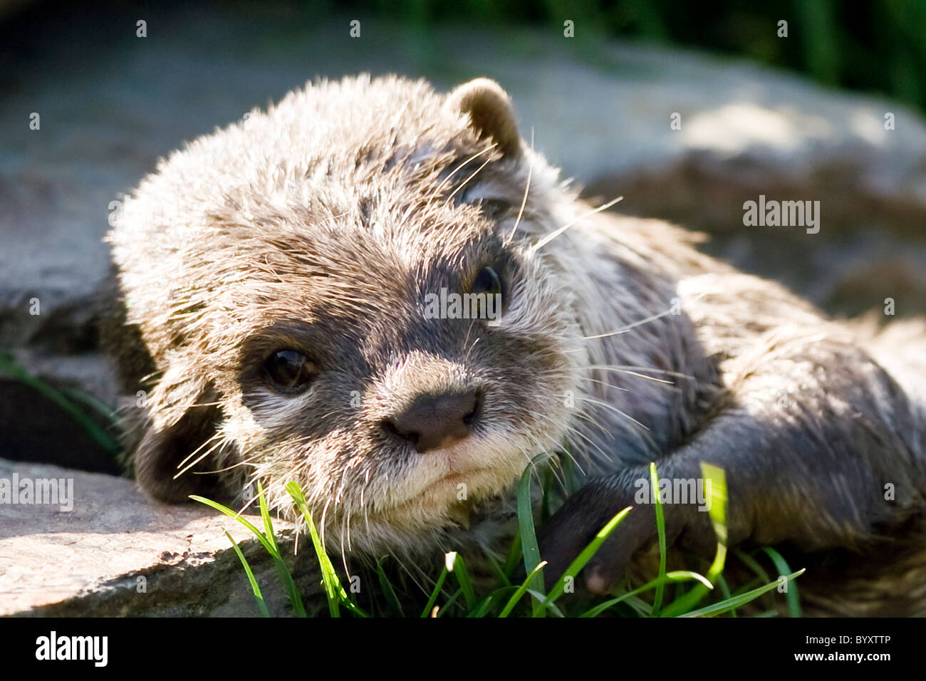 Un bel ritratto di una lontra Foto Stock