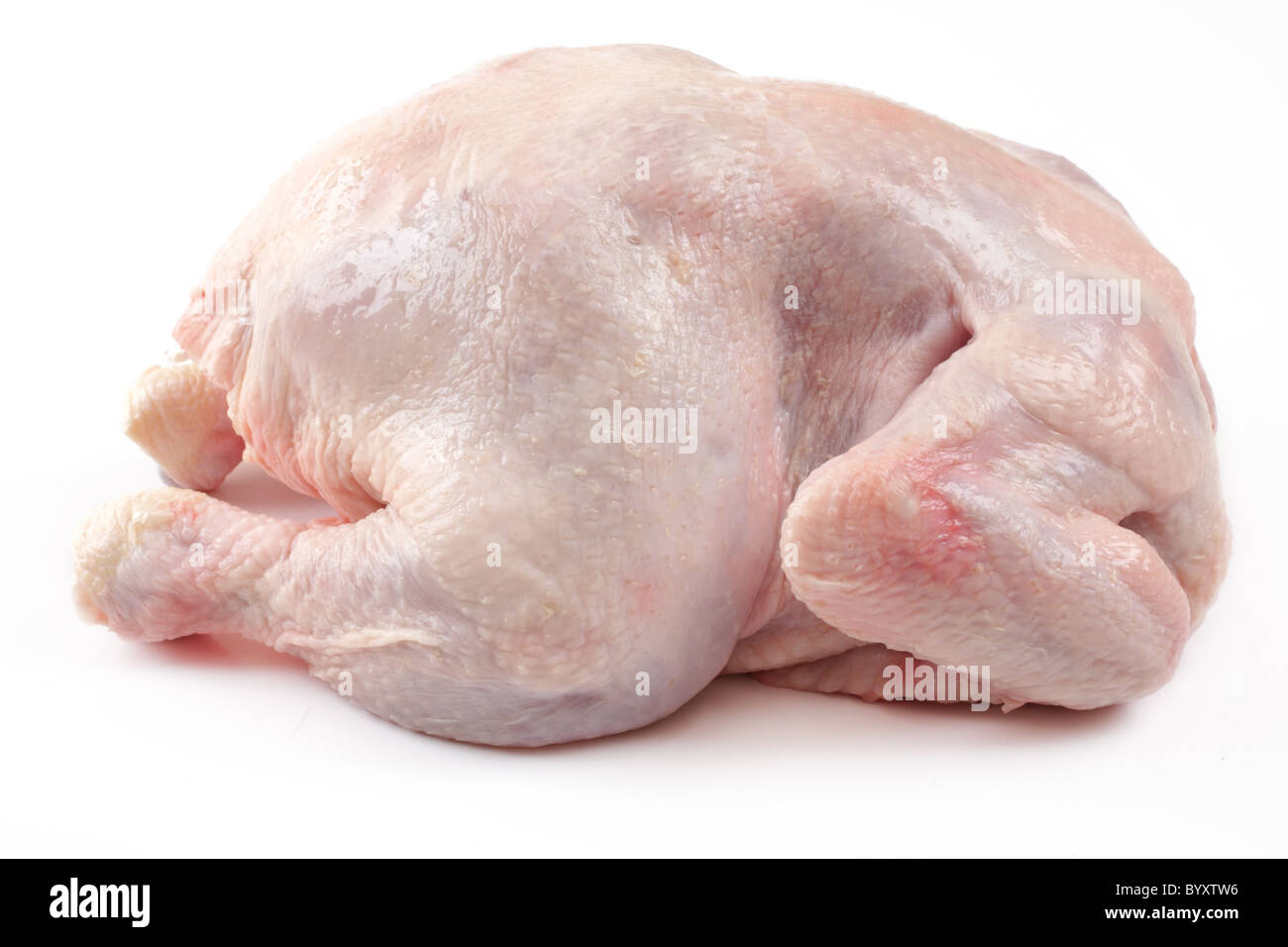 Pollo su sfondo bianco Foto Stock