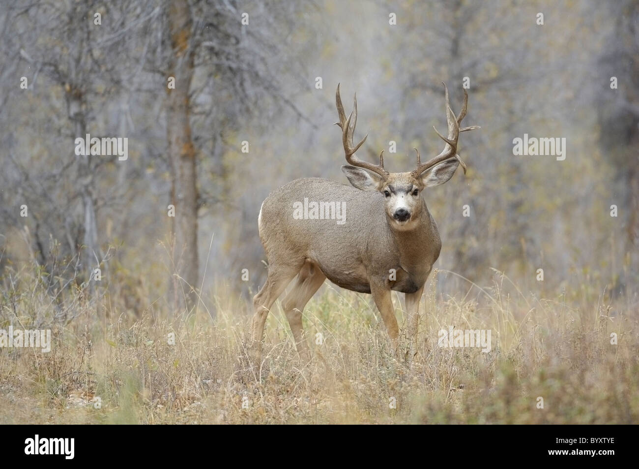 Majestic Mule Deer buck. Foto Stock