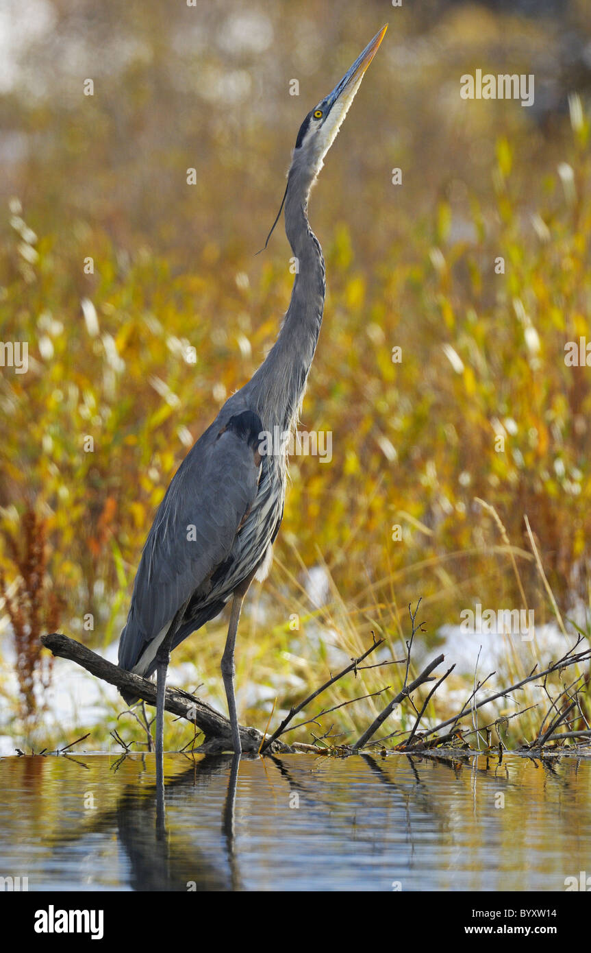 Airone blu la caccia in un parco nazionale Grand Teton beaver pond Foto Stock