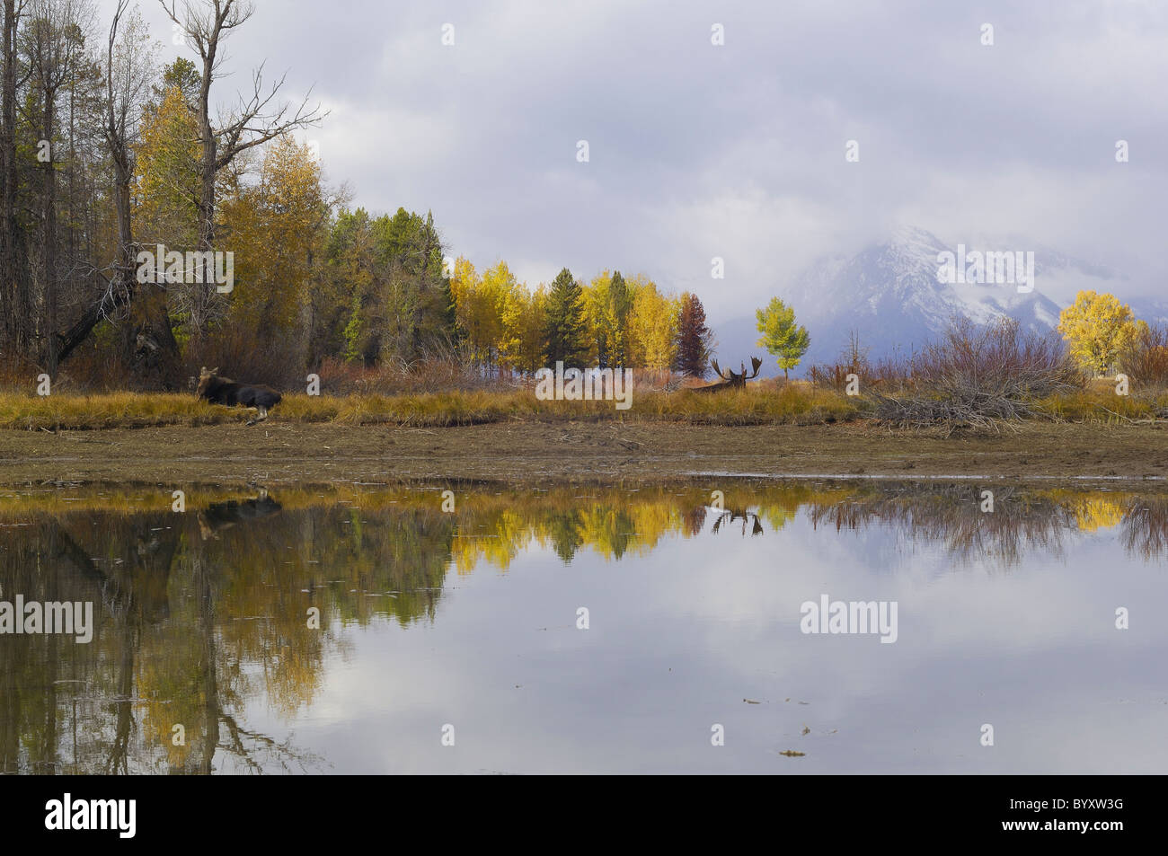 Alci in appoggio nel Parco Nazionale di Grand Teton. Foto Stock