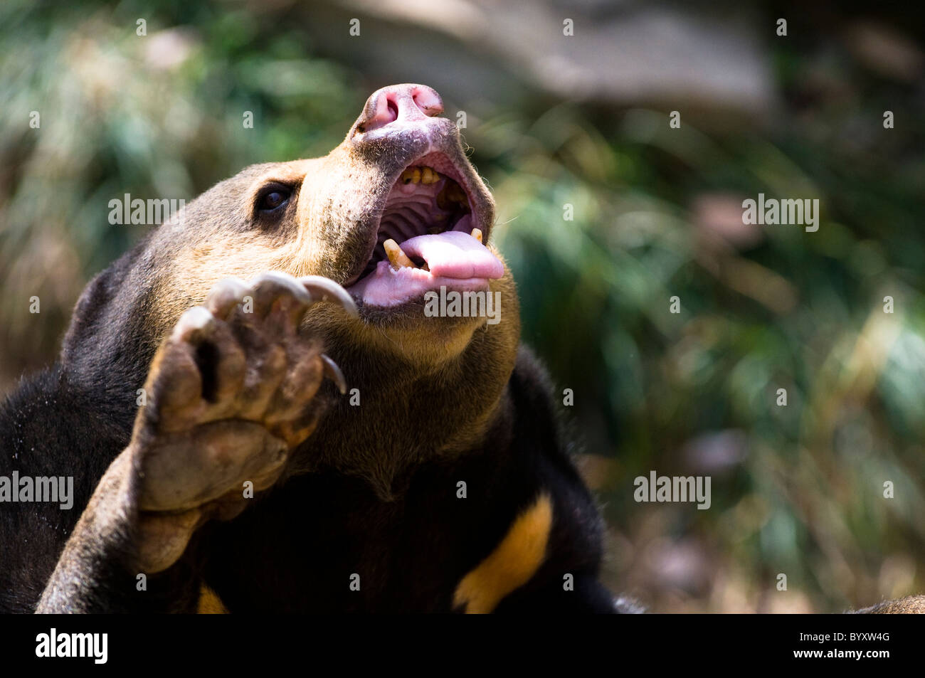 Un Sun Bear ( Honey Bear ). Foto Stock