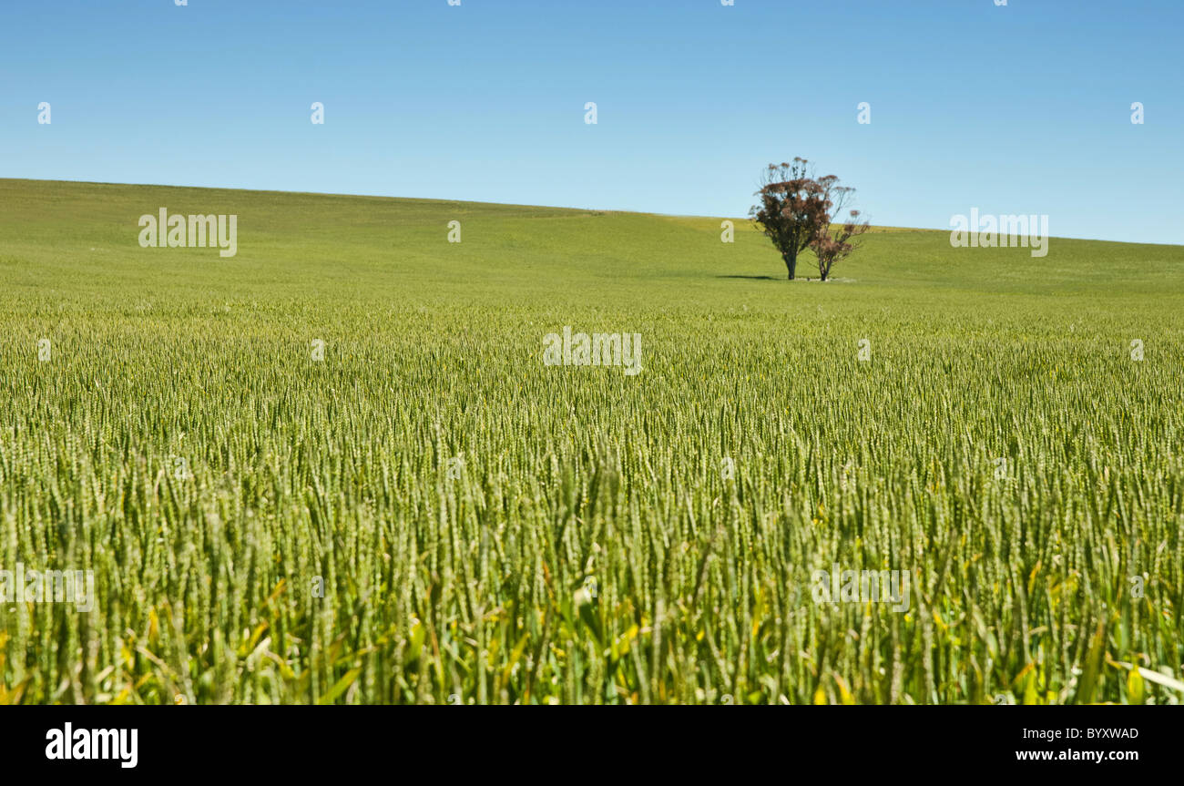 Grano verde che cresce in un campo paese sotto un cielo azzurro sopra all'orizzonte. Un albero solitario sta solo nel campo. Foto Stock